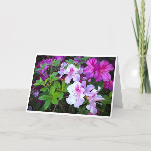 Azalea, kaart (Voorkant)