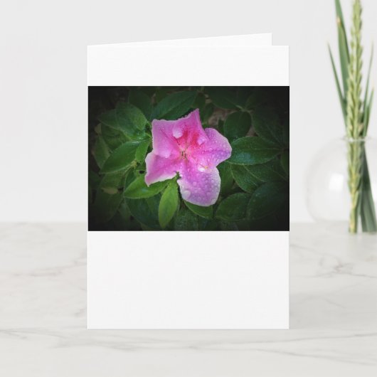Azalea, kaart (Voorkant)