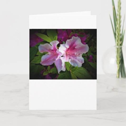 Azalea, kaart (Voorkant)