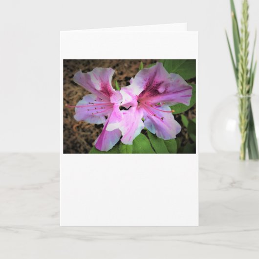 Azalea, kaart (Voorkant)