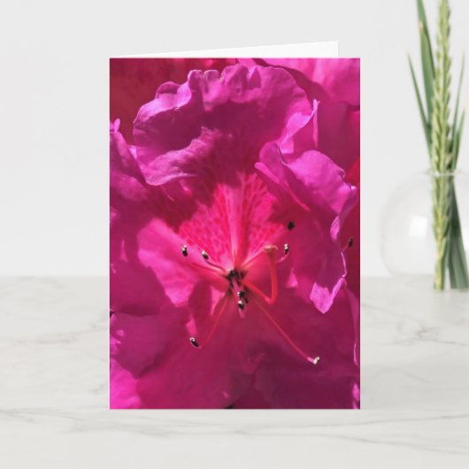 Azalea, kaart (Voorkant)