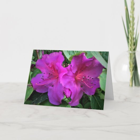 Azalea, kaart (Voorkant)