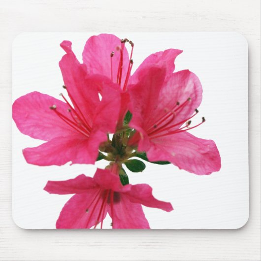 Azalea Muismat (Voorkant)