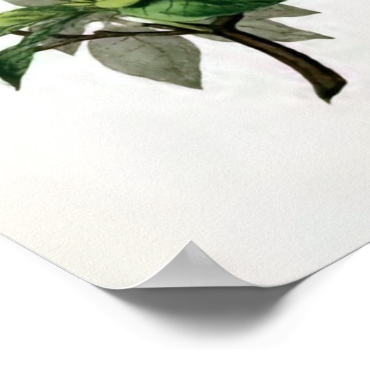 "Azalea Nudiflora"  bloem-illustratie Poster (Hoek)