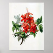 "Azalea Nudiflora"  bloem-illustratie Poster (Voorkant)
