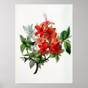 "Azalea Nudiflora"  bloem-illustratie Poster