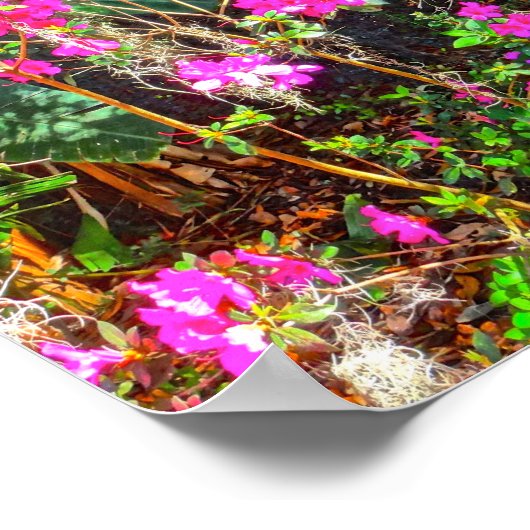 Azalea Path Bok Tower Gardens Lake Wales Poster (Hoek)