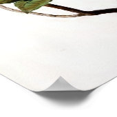 "Azalea Pontica"  ventilatorillustratie Poster (Hoek)