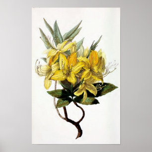 "Azalea Pontica"  ventilatorillustratie Poster