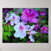 Azalea Poster (Voorkant)