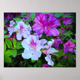 Azalea Poster