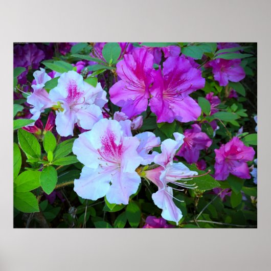 Azalea Poster (Voorkant)