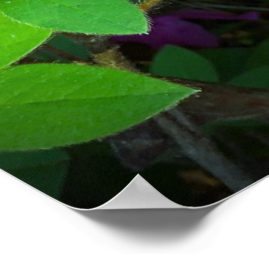 Azalea Poster (Hoek)