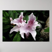 Azalea Poster (Voorkant)