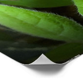 Azalea Poster (Hoek)