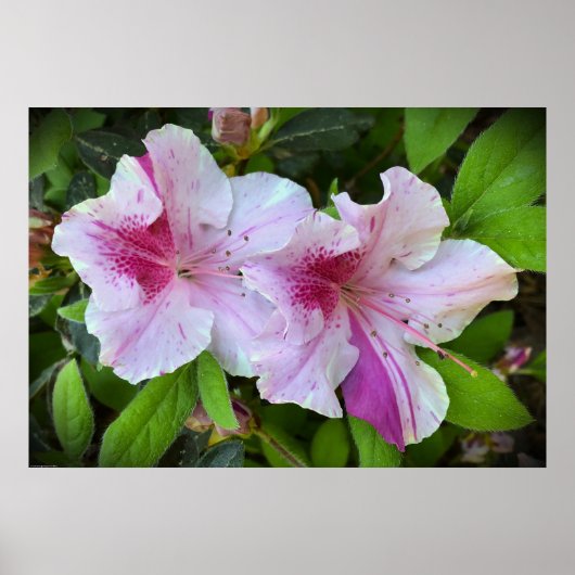 Azalea Poster (Voorkant)