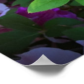 Azalea Poster (Hoek)