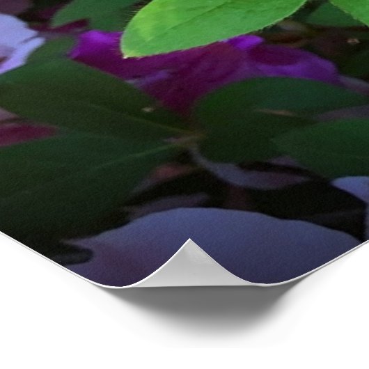 Azalea Poster (Hoek)