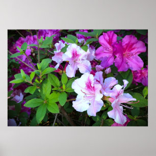Azalea Poster