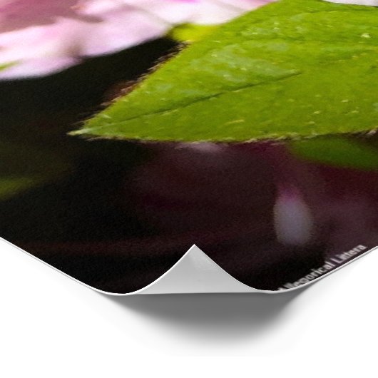 Azalea Poster (Hoek)