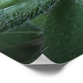 Azalea Poster (Hoek)