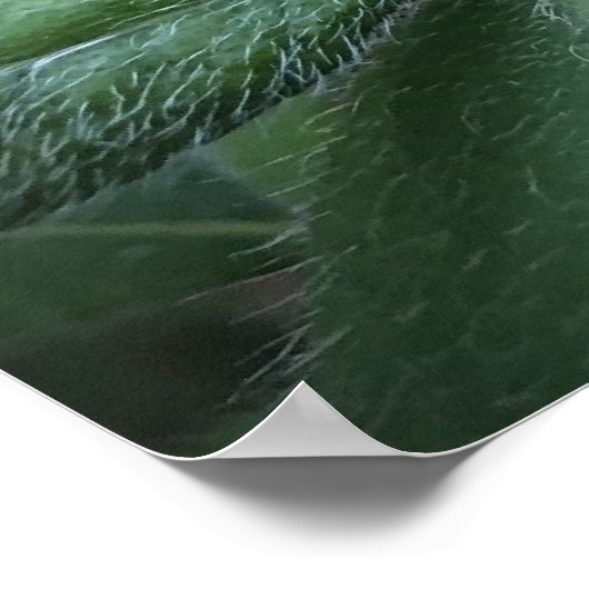 Azalea Poster (Hoek)