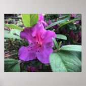 Azalea Poster (Voorkant)