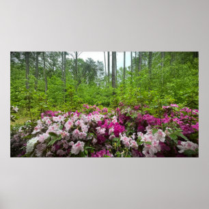 Azalea Poster