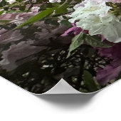 Azalea Poster (Hoek)