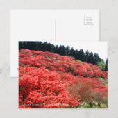 Azalea Scenery:Briefkaart Briefkaart (Voorkant / Achterkant)