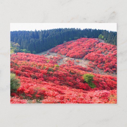 Azalea Scenery:Briefkaart Briefkaart (Voorkant)