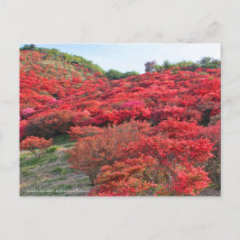 Azalea Scenery [Briefkaart] Briefkaart
