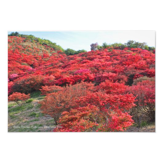 Azalea Scenery [Premium Silver Salt Paper] Foto Afdruk (Voorkant)
