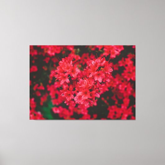 Azalea Stretched Canvas afdrukken (Voorkant)