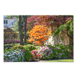 Azalea Trail Garden in Tyler, Texas Foto Afdruk