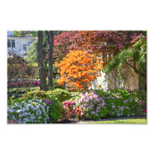 Azalea Trail Garden in Tyler, Texas Foto Afdruk