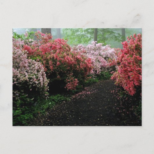 Azalea Walkway Briefkaart (Voorkant)