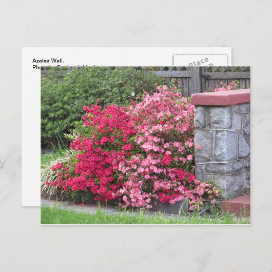 Azalea Wall Briefkaart (Voorkant / Achterkant)