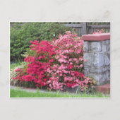 Azalea Wall Briefkaart (Voorkant)