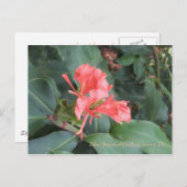 Azalea, Zilker Botanical Gardens, Austin TX Briefkaart (Voorkant / Achterkant)