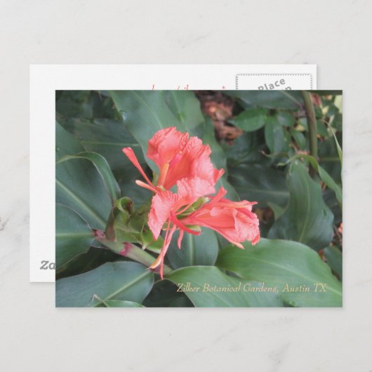 Azalea, Zilker Botanical Gardens, Austin TX Briefkaart (Voorkant / Achterkant)
