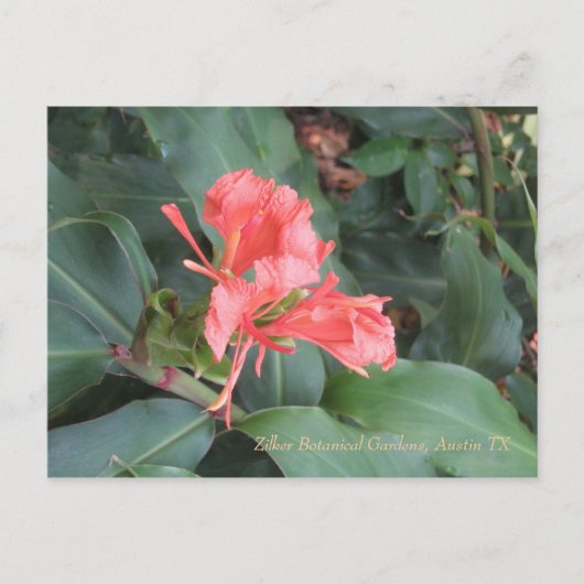 Azalea, Zilker Botanical Gardens, Austin TX Briefkaart (Voorkant)