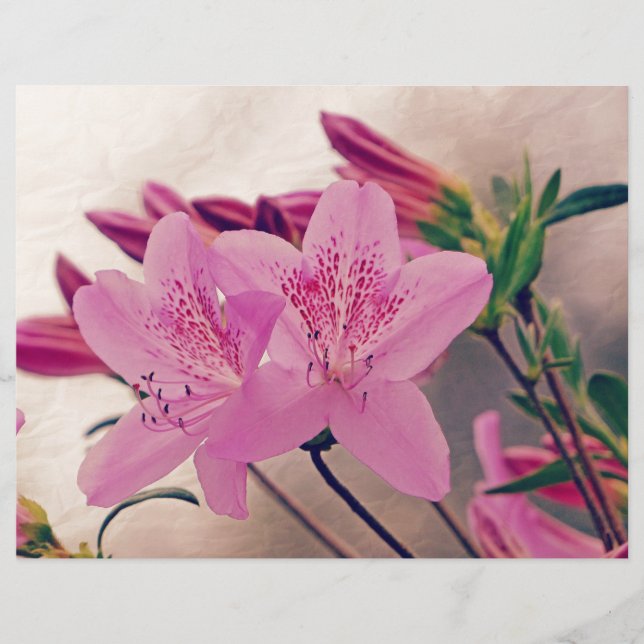Azaleas (Voorkant)