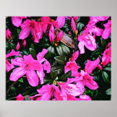 Azaleas 6082 poster (Voorkant)