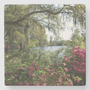 Azaleas, Airlie Gardens Stenen Onderzetter