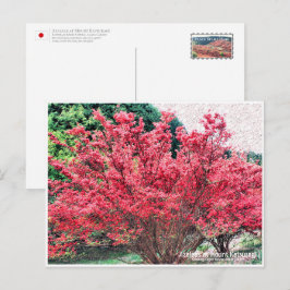Azaleas at Mount Katsuragi ポストカード Briefkaart