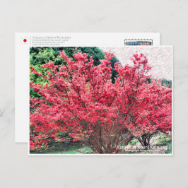 Azaleas at Mount Katsuragi ポストカード Briefkaart