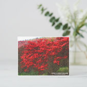Azaleas at Mount Katsuragi ポストカード Briefkaart (Staand voorkant)