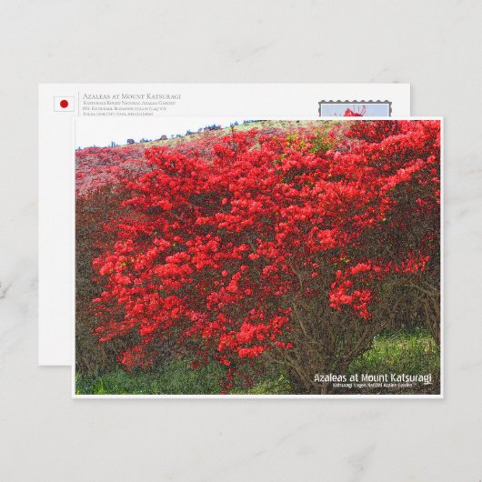 Azaleas at Mount Katsuragi ポストカード Briefkaart (Voorkant / Achterkant)