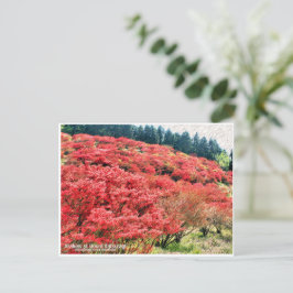 Azaleas at Mount Katsuragi ポストカード Briefkaart